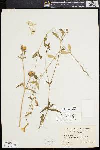 Silene latifolia image