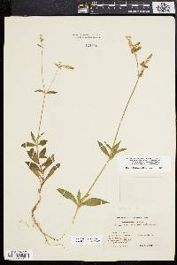 Silene latifolia image