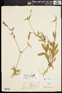 Silene latifolia image