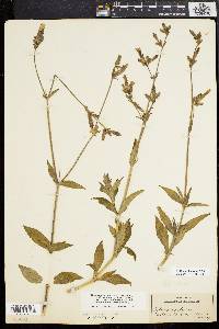 Silene latifolia image