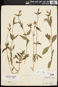 Silene latifolia image