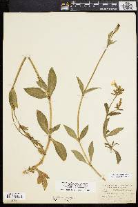 Silene latifolia image