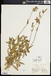 Silene latifolia image