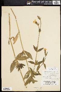 Silene latifolia image