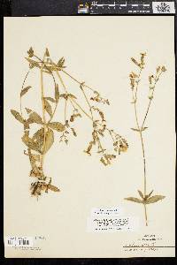 Silene latifolia image