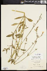 Silene latifolia image