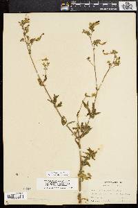 Silene latifolia image