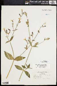 Silene latifolia image