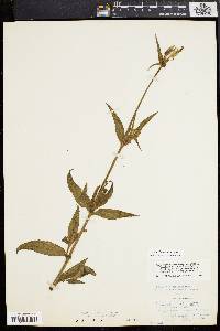 Silene latifolia image