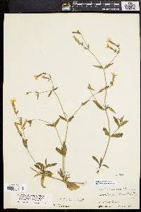 Silene latifolia image