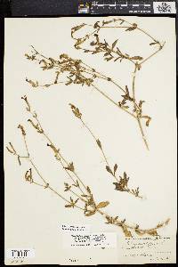 Silene latifolia image