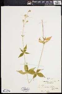 Silene stellata image