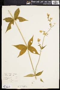 Silene stellata image