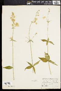 Silene stellata image