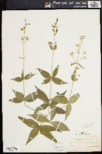 Silene stellata image