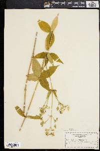 Silene stellata image