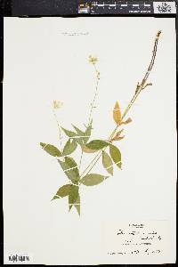 Silene stellata image