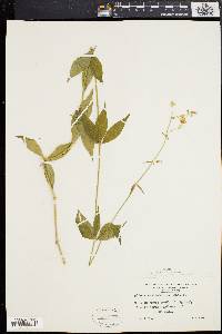 Silene stellata image