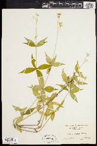 Silene stellata image