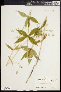 Silene stellata image