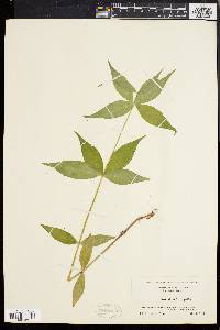 Silene stellata image