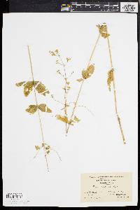 Silene stellata image