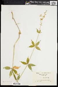 Silene stellata image