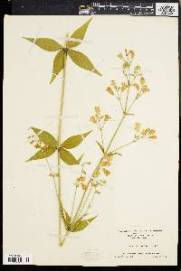 Silene stellata image