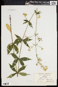 Silene stellata image