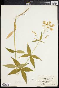 Silene stellata image