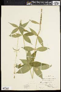 Silene stellata image