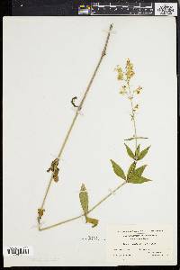 Silene stellata image