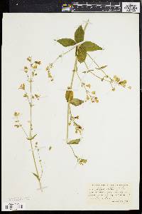 Silene stellata image