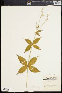 Silene stellata image