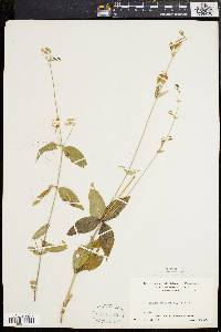 Silene stellata image