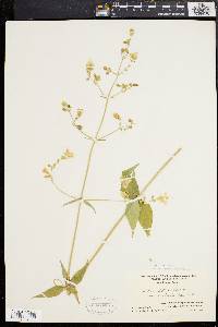 Silene stellata image