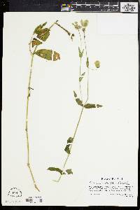 Silene vulgaris image