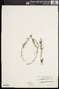 Spergularia maritima image