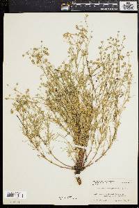 Spergularia maritima image