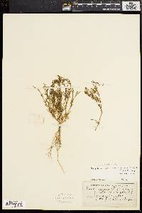 Spergularia salina image