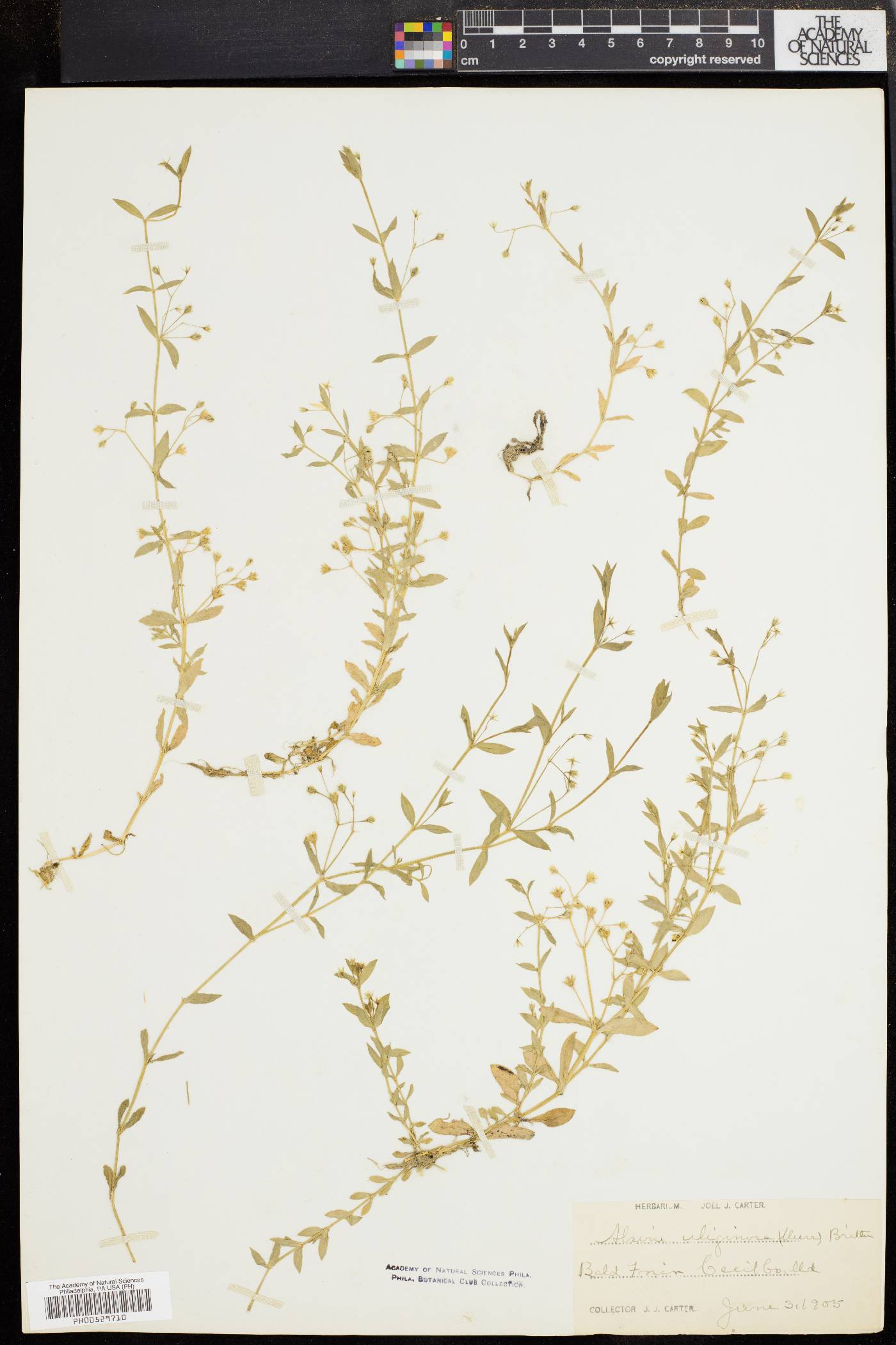 Stellaria alsine image