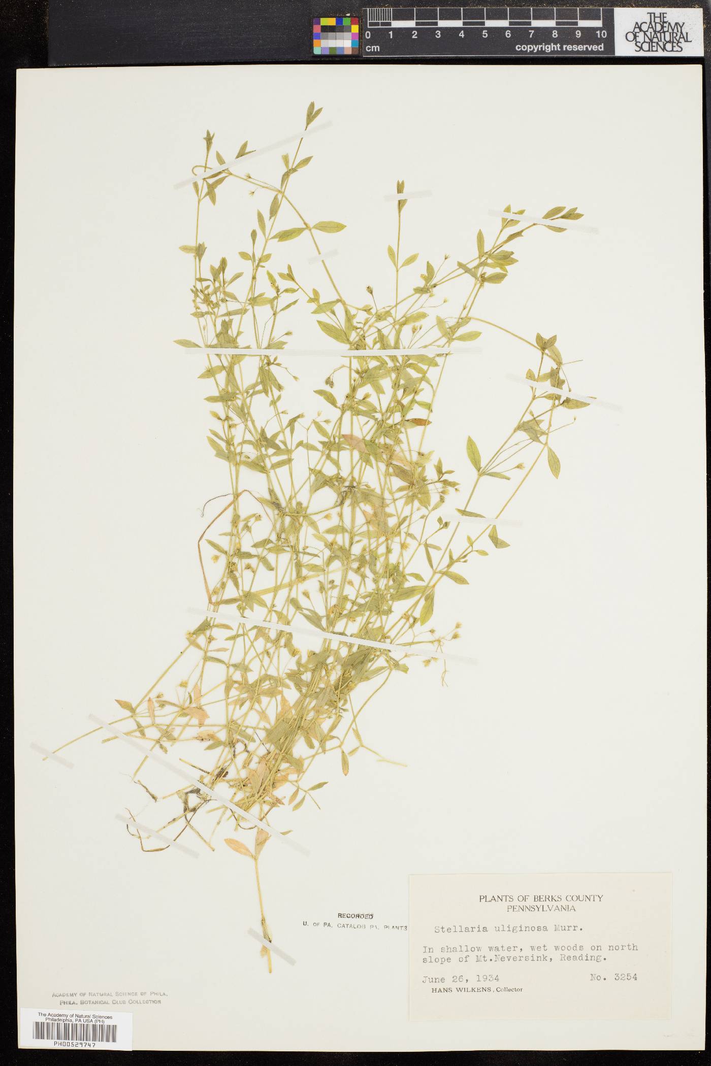 Stellaria alsine image