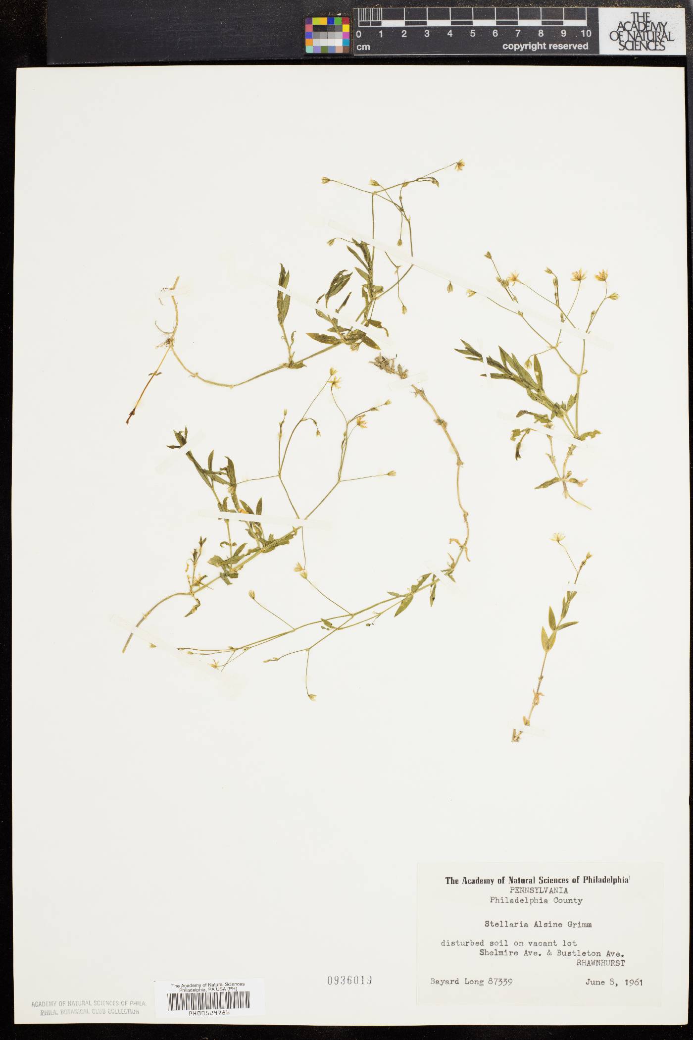 Stellaria alsine image
