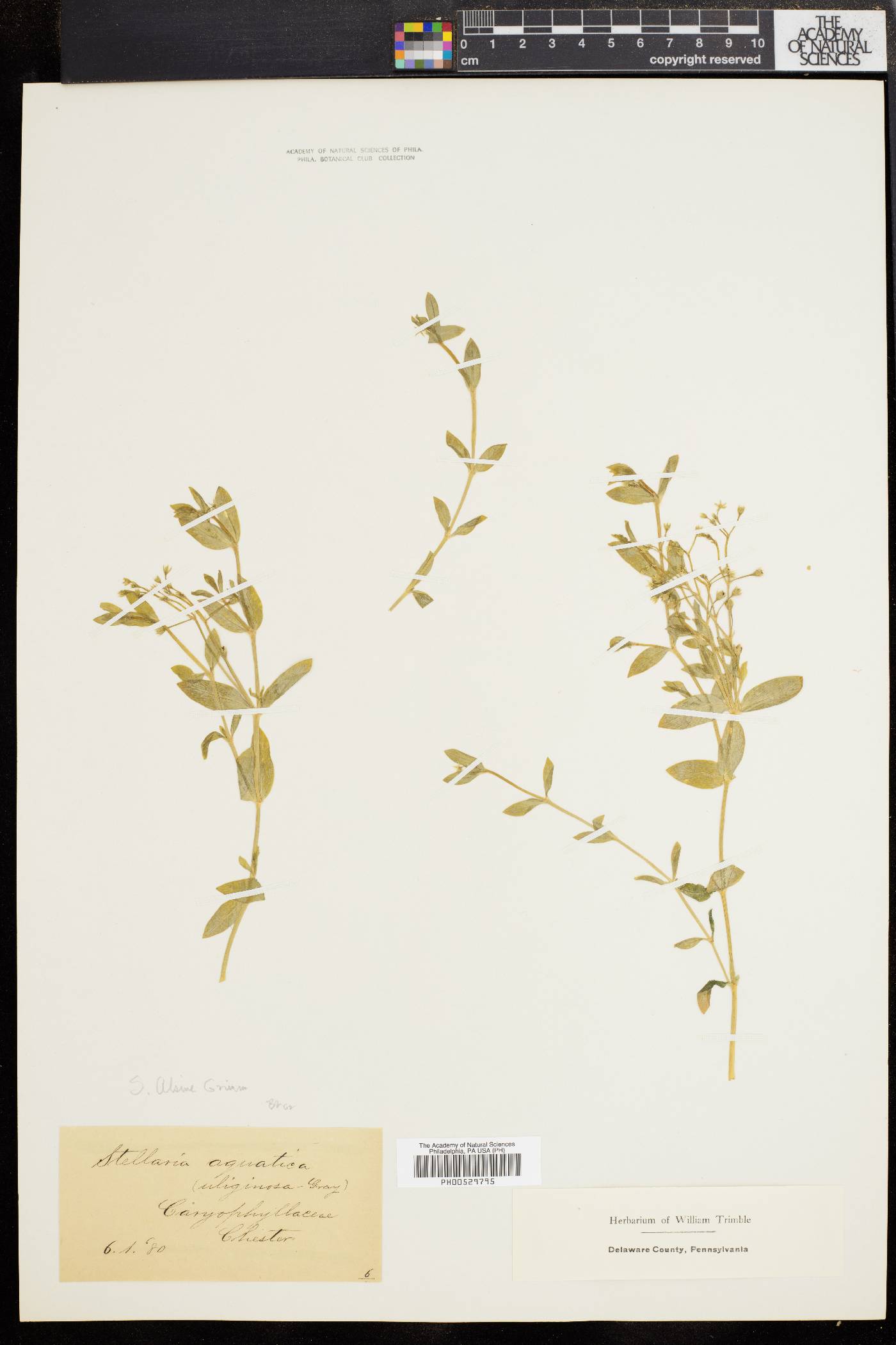 Stellaria alsine image