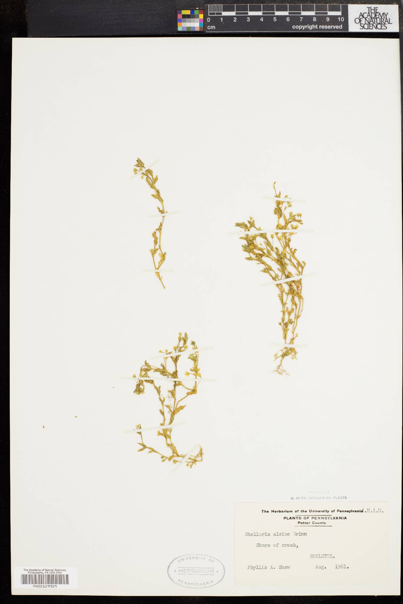 Stellaria alsine image