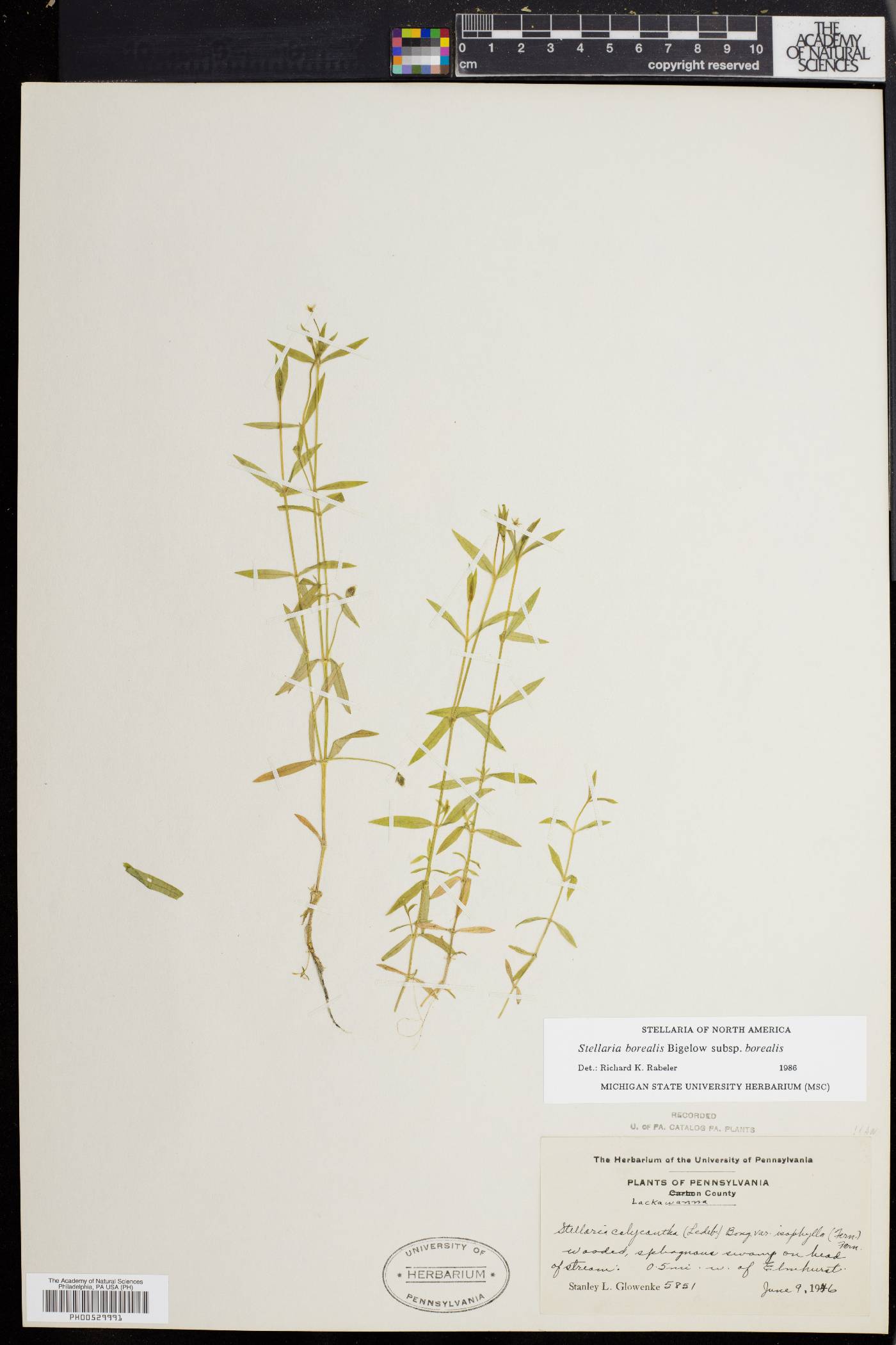 Stellaria borealis image