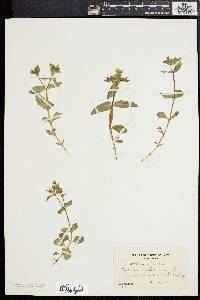 Stellaria pubera image