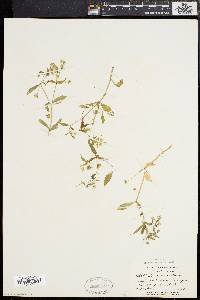 Stellaria pubera image