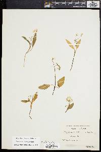 Claytonia caroliniana image