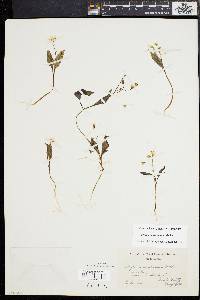 Claytonia caroliniana image